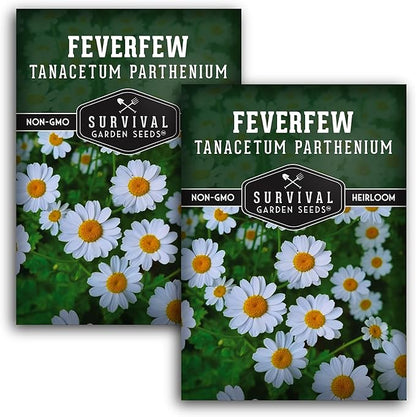 Feverfew Seeds for Planting - Perennial Daisy-Like Flower Herb, Pollinator Friendly Garden, Easy to Grow Traditional Herb - Heirloom Non-GMO Open Pollinated - Survival Garden Seeds (2 Pack)