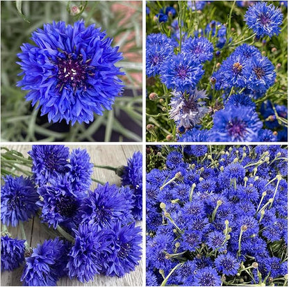 520+ Cornflower Seeds for Planting-Non-GMO Heirloom Plant Seeds Garden Outdoor