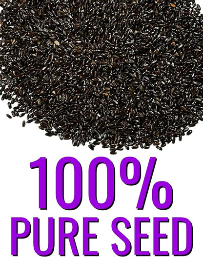 Seed Needs English Lavender Seeds for Planting Lavendula angustifolia Plants - Non-GMO Heirloom & Untreated USA sourced Herb Seeds to Plant Indoors or Outdoors (XL Pack)