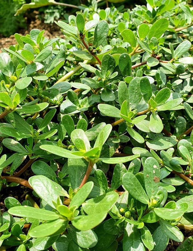 Golden Purslane Seeds Edible Portulaca Oleracea Sativa Non GMO Heirloom 600pcs