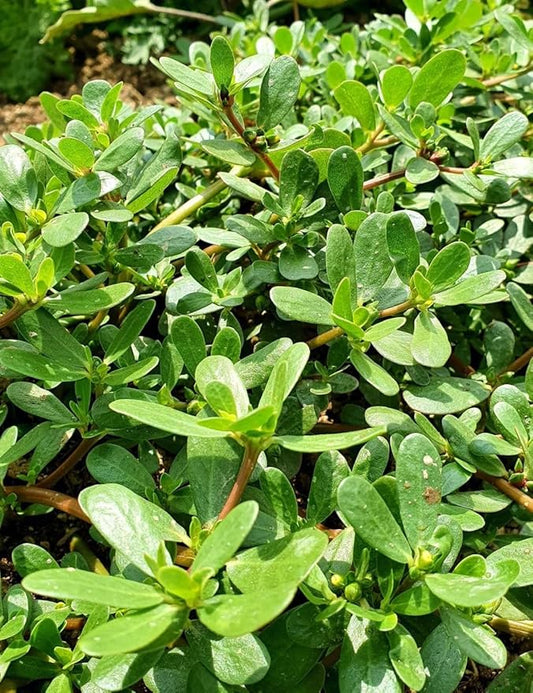 Golden Purslane Seeds Edible Portulaca Oleracea Sativa Non GMO Heirloom 600pcs