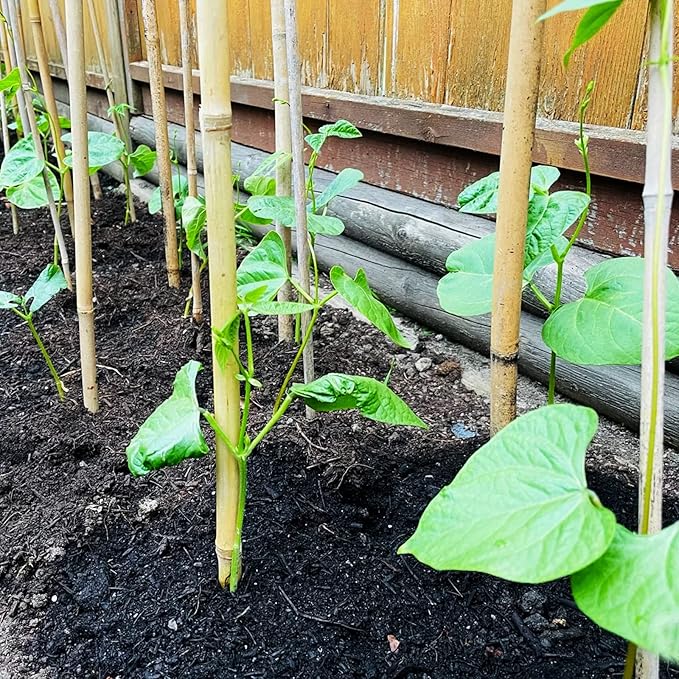 Bamboo Stakes 2FT Garden Stakes Plant Stakes for Indoor Potted Climbing Plants Poles Sticks Support Peppers Orchid Daffodils 30 Pack