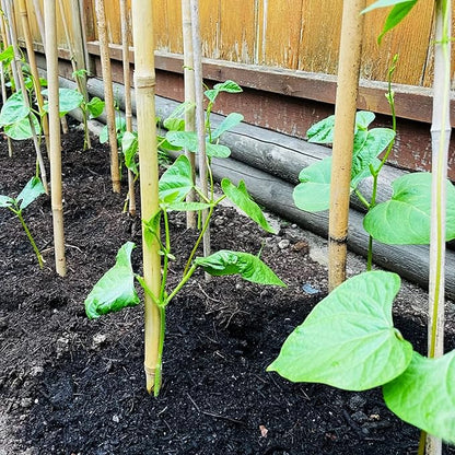 Bamboo Stakes 2FT Garden Stakes Plant Stakes for Indoor Potted Climbing Plants Poles Sticks Support Peppers Orchid Daffodils 30 Pack