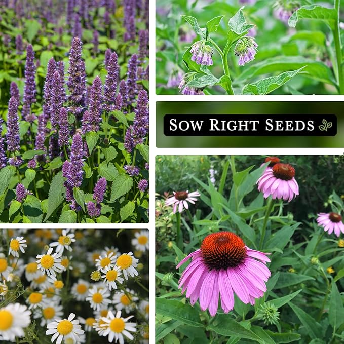 Sow Right Seeds - Medicinal Herb Seed Collection for Planting - Roman Chamomile, Echinacea, Lavender, Hyssop & Comfrey - Non-GMO Heirloom Seed - Grow Your own Home Remedies, Teas, & Tinctures