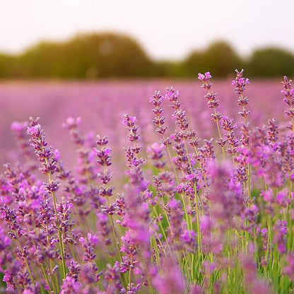 500pcs Mixed Lavender Seeds for Planting, Non-GMO Heirloom Lavender Perennial Flower Seeds Plants, Open Pollinated Beauty Home Garden Flowers in Outdoors Indoors