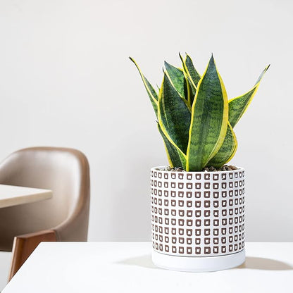 D'vine Dev Set of 2 Ceramic Planter Pots with Drainage Hole and Saucer, 4.5 Inch 6 Inch Plant Pots for Plants Indoor Houseplants, White, 99-A-1