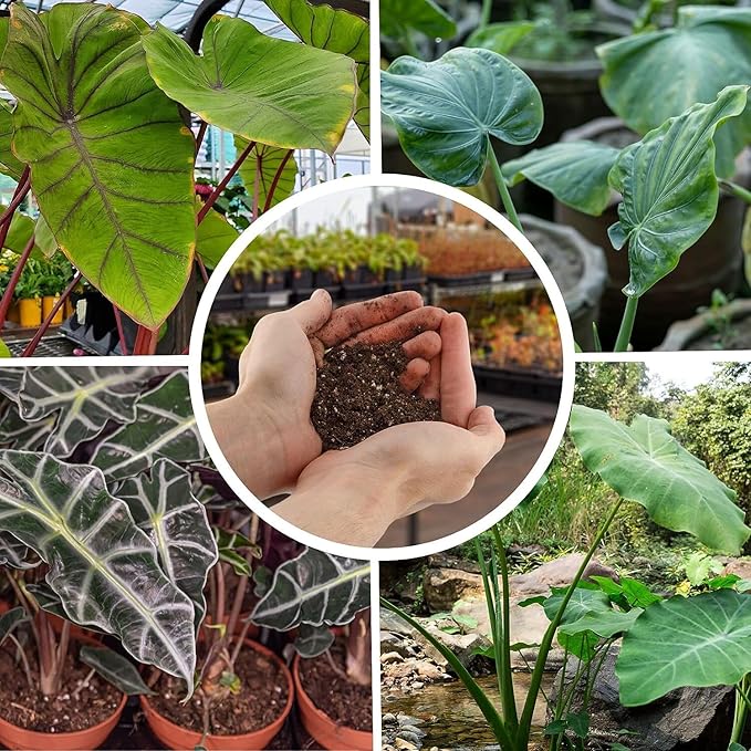 Premium Alocasia Plant Potting Soil by Gardenera - Infuse Your Space with Majestic Leaves and Lively Vitality - 2 Quart