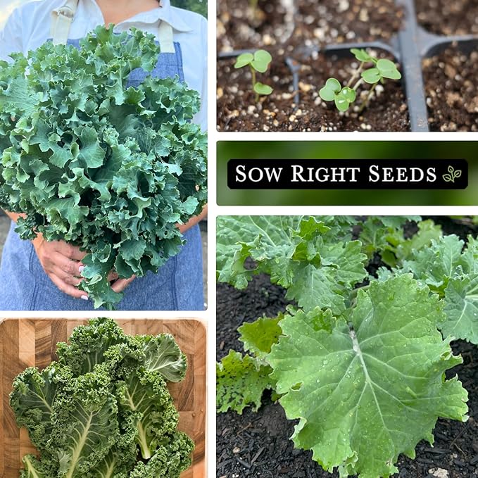 Sow Right Seeds - Dwarf Siberian Improved Kale Seed for Planting - Non-GMO Heirloom Packet with Instructions to Plant a Home Vegetable Garden - Very Nutritious Superfood - Classic Variety (4)
