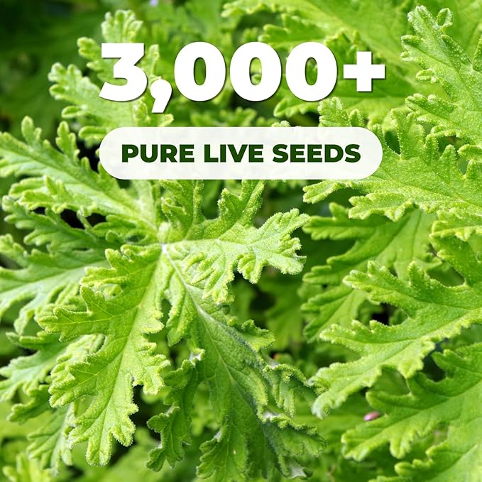 Citronella Seeds (3,000+ Seeds) – Easy-Grow Herb Plant for Pots & Garden Beds, Fresh Aromatic Leaves for Outdoor Patio Planters