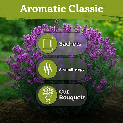 KVITER 2000 English Lavender Seeds for Planting Outdoor & Indoor (Lavandula angustifolia) – True Lavender Flowers, Heirloom Perennial, Non-GMO – Organic Herb Seeds for Outdoor Garden, Flower Beds