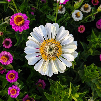 Plant Good Seed Organic Thumbelina Zinnia Seeds - Pack of 200, Heirloom Seeds for Planting Flowers - Gardening Supplies, Wildflower, Herb Garden, Flower Seeds to Plant Outside - from USA