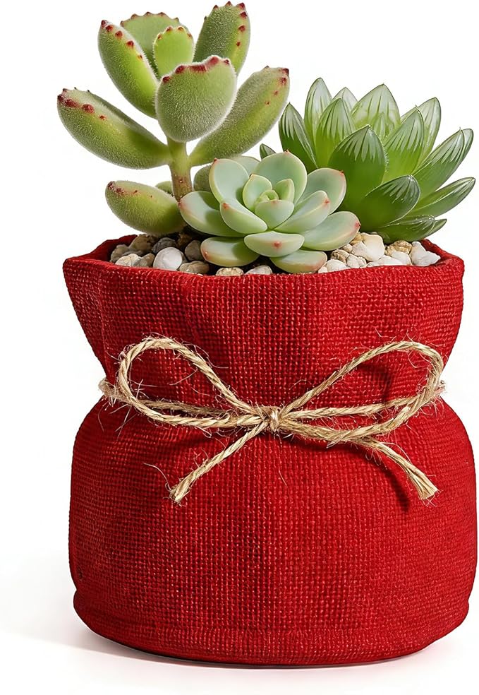 Succulent Pots Flower Pots for Indoor Plants Cute Plant Pots Candy Bowl for Office Key Holder Bowl Farmhouse Table Decor (Red)