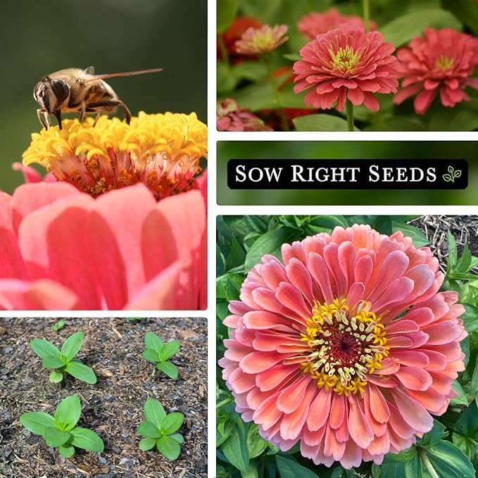 Sow Right Seeds - Salmon Queen Zinnia Seeds for Planting - Non-GMO Heirloom Packet to Plant & Grow an Outdoor Home Flower Garden - Annual, Giant Pink Blooms to Cut and Come Again (2)
