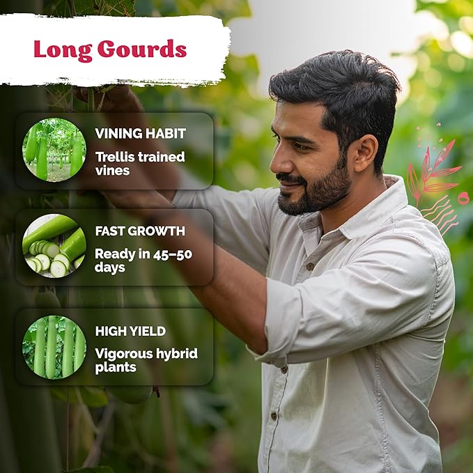 KVITER 15 Nam Tao Ngam Gourd Seeds (Lagenaria siceraria) – Calabash Bottle Gourd Seed Packets UPO India Hybrid Lauki Squash – Asian Vegetable Seeds For Planting Home Garden Containers Trellis Outdoors
