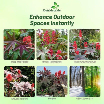 Outsidepride Bright Red Castor Bean Seeds - 15 Pcs Annual Quick-Growing Tropical Flower Seeds for Planting Vibrant Foliage & Colorful Blooms for Eye-Catching Borders, Gardens & Landscapes
