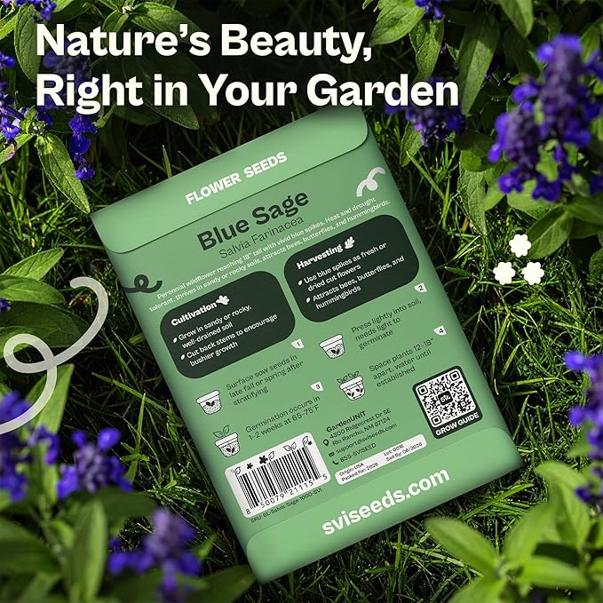 SVI 1000 Blue Sage Seeds for Planting (Salvia farinacea) - Heirloom Sage, Salvia Perennial Wildflower - Flower Seeds to Plant Outside in Pollinator Garden, Meadows, Borders, Beds