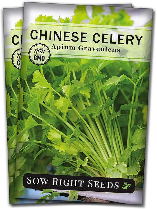 Sow Right Seeds - Chinese Celery Seeds for Planting - Non-GMO Heirloom Packet with Instructions to Plant and Grow a Home Vegetable Garden - Culinary and Compact Herb, Abundant Stalks (2)