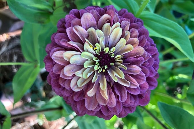 Plant Good Seed Organic Queeny Red Lime Zinnia Seed - Pack of 100 Heirloom Seeds for Planting Flowers, Gardening Supplies, Wildflower, Flower Seeds to Plant - Non-GMO, Open Pollinated, from USA