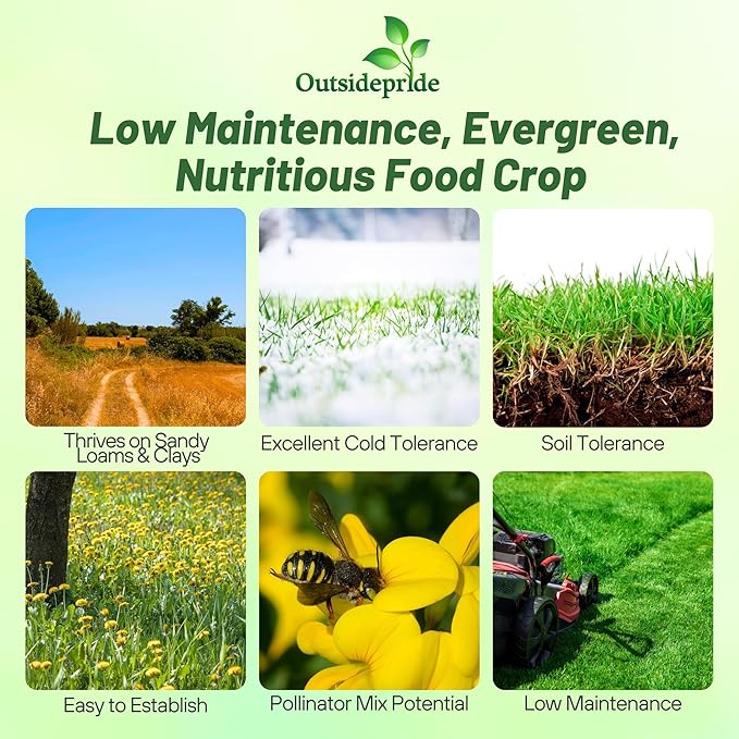 Outsidepride Perennial Birdsfoot Trefoil Seed - 1 lb Nitrocoated, Inoculated, Winter Hardy, High Protein Forage Legume Seeds for Pasture, Hay, Silage Production & Livestock Grazing
