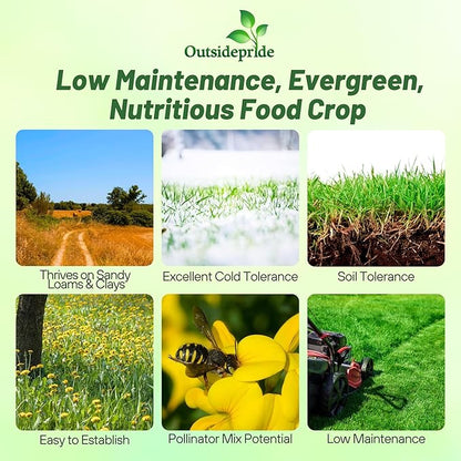 Outsidepride Perennial Birdsfoot Trefoil Seed - 10 lbs Nitrocoated, Inoculated, Winter Hardy, High Protein Forage Legume Seeds for Pasture, Hay, Silage Production & Livestock Grazing