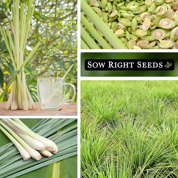 Sow Right Seeds - Lemon Grass Seed for Planting - Non-GMO Heirloom Packet with Instructions for Easy Planting and Growing an Herb Garden - Indoor or Outdoors - Delicious Culinary Herb (4)