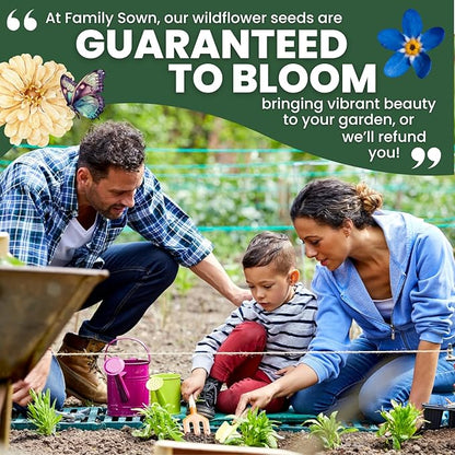 Chinese Forget Me Not – 800 Seeds for Planting – 2026 Season – 5 Grams