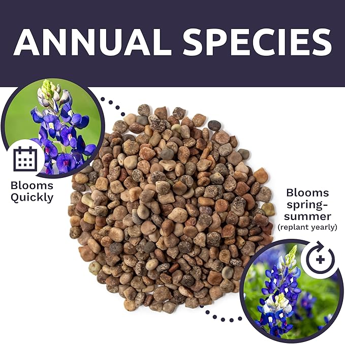 Bulk Texas Bluebonnet Wildflower Seeds - 5 Pounds - Over 80,000 Native Seeds - Texas State Flower!