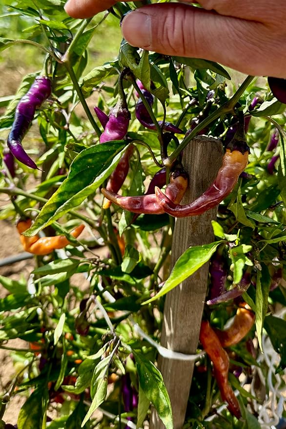 Plant Good Seed Organic Buena Mulata Pepper Seeds for Planting: Heirloom Cayenne Chili, Rainbow Fruits - 25 Seed Packet