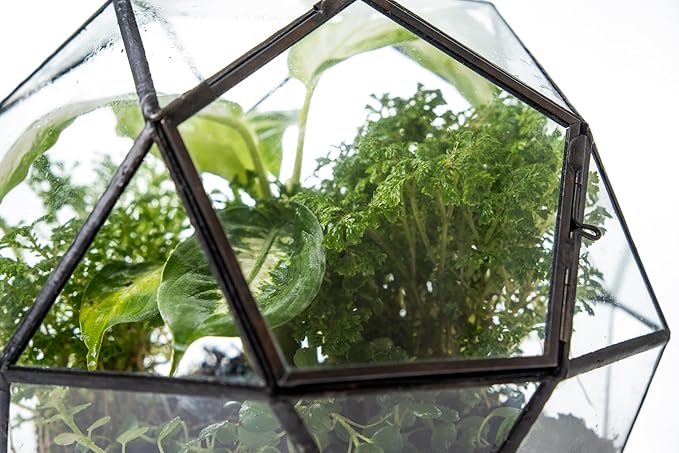 KraftStories Clear Glass Terrarium with Door | Sphere Design Container | Ideal Planter for Moss and Indoor Plants | Maintains Humidity | Self-Sustaining Indoor Garden Ecosystem (Only Terrarium)