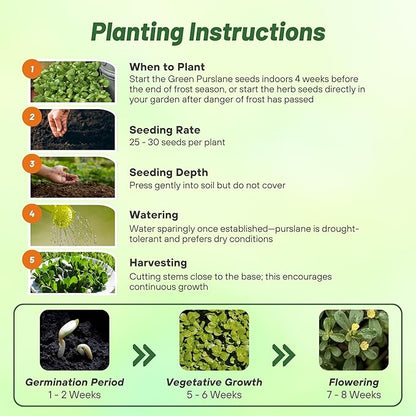 Outsidepride Green Purslane Seeds for Planting - 5,000 Pcs Annual, Easy to Grow, Vitamin-Rich & Drought Tolerant Succulent Seeds for Culinary, Xeriscaping, Containers & Hanging Baskets