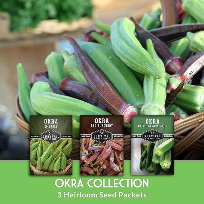 Survival Garden Seeds Okra Seed Collection for Planting – 3 Packets – Grow Clemson Spineless, Emerald & Red Burgundy Okra Plants in Your Home Vegetable Garden – Non-GMO Heirloom Variety Seeds