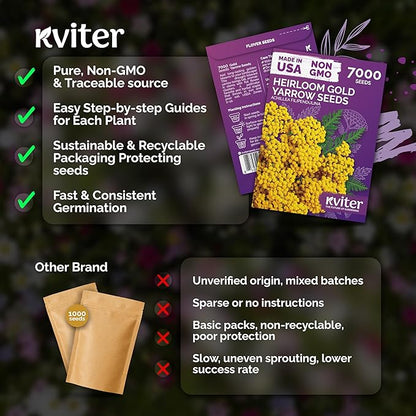 KVITER 7000 Gold Yarrow Seeds (Achillea Filipendulina) — Perennial Flower Seeds to Plant Outside, Heirloom & Organic — Native Wildflower Seed for Herb Garden, Beds, Containers & Meadows