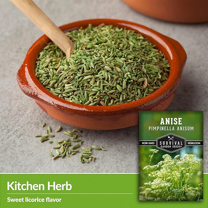 Anise Seeds for Planting - Sweet Anise Herb (Pimpinella anisum) - Culinary and Tea Garden Variety, Heirloom Non GMO - Survival Garden Seeds (5 Pack)