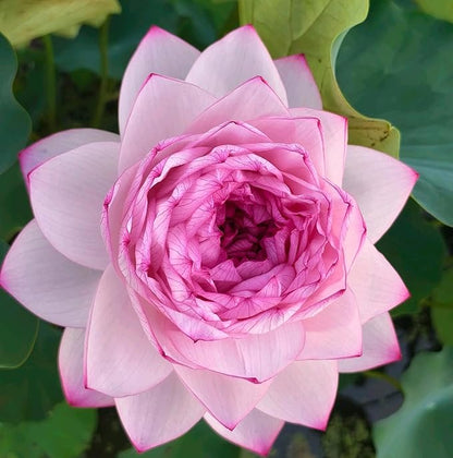 Mixed Color Bonsai Bowl Lotus Water Lily Seeds (30 PCS)
