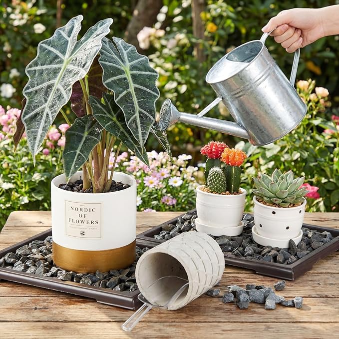 Pinkunn 6 Pcs Bonsai Humidity Tray Rectangular Drip Tray Plastic Plant Water Catcher Plant Saucers for Indoors and Outdoors Cactus,Succulents,Bonsai Tree,Stone Not Included (11 x 8 Inch)