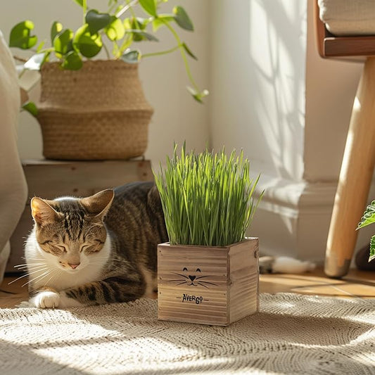 Cat Grass Kit for Indoor Cats – x2 Seed Packets | Cat Grass Seeds with Wooden Planter & Soil – Pet Wheatgrass Grass
