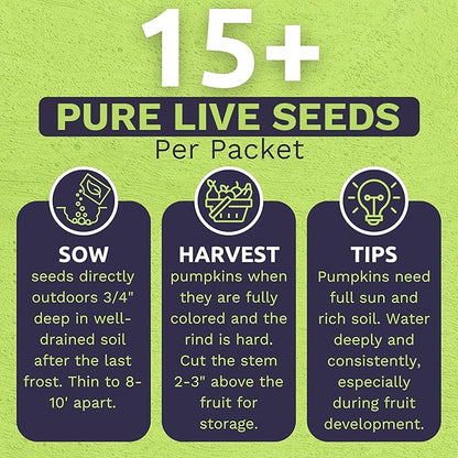 Organic Rainbow Blend Pumpkin Seeds – Two Seed Packets! Over 15 Open Pollinated Non-GMO Seeds – Sweet Yards Seed Co.