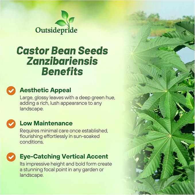 Outsidepride Zanzibariensis Castor Bean Seeds - 100 Pcs Annual Quick-Growing Tropical Flower Seeds for Planting Vibrant Foliage & Colorful Blooms for Eye-Catching Borders, Gardens & Landscapes