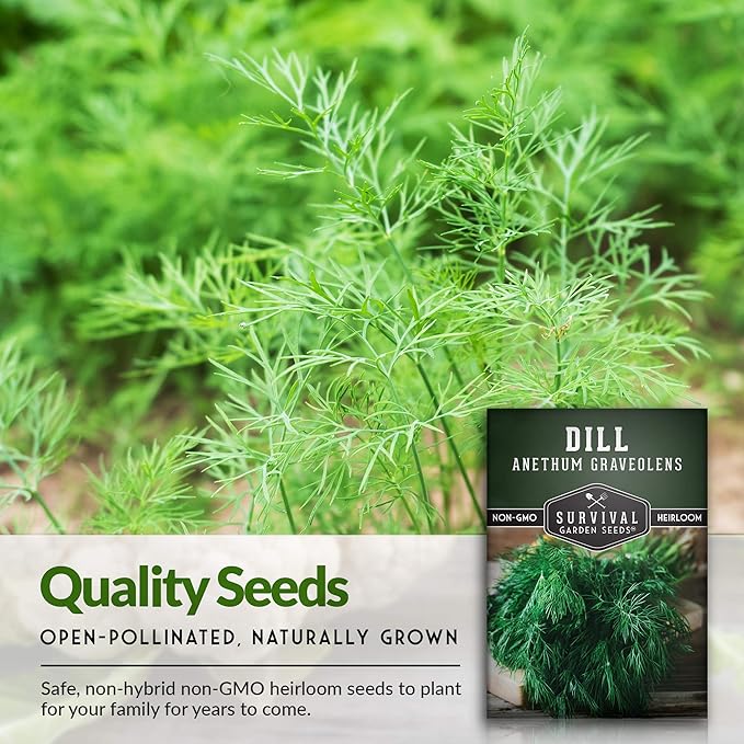 Dill Seeds for Planting – Bouquet Dill Seed to Plant for Pickling & Fresh Cooking, High Germination Non-GMO Heirloom Herb for Outdoor Growing – Survival Garden Seeds (1 Pack)