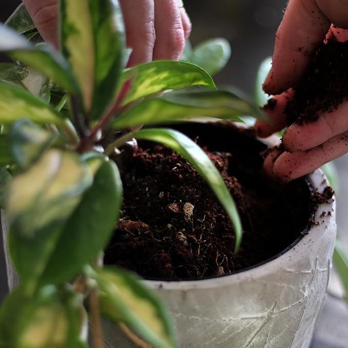 Daniel’s Plants Indoor Potting Soil – Enriched with Kelp, Worm Castings & Microorganisms for Healthy Growth, Aeration & Moisture Control (10-Quart)