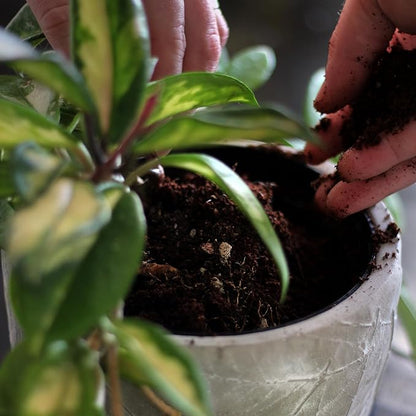Daniel’s Plants Indoor Potting Soil – Enriched with Kelp, Worm Castings & Microorganisms for Healthy Growth, Aeration & Moisture Control (10-Quart)