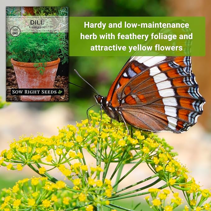Sow Right Seeds - Compact Dill Seeds for Planting - Non-GMO Heirloom Packet with Instructions to Grow an Outdoor or Indoor Herb Garden - Great for Pickling - The Perfect Patio & Container Size (4)