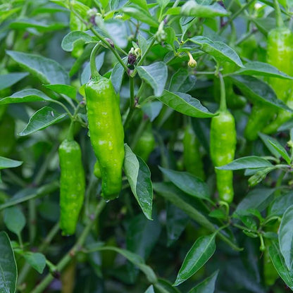 Shishito Pepper 70 Seeds, Japanese Heirloom Peppers, Shishitōgarashi, Non-GMO Japanese Wrinkled Pepper, 꽈리고추