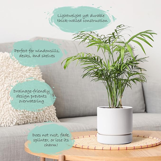 Phoenix Vine 6 Inch Planter Pot with Drainage Hole & Saucer, Deep Water Catch Tray, Straight Cylindrical Round Pot for Plants, Matte White, Pack of 1, 23-B-S-1