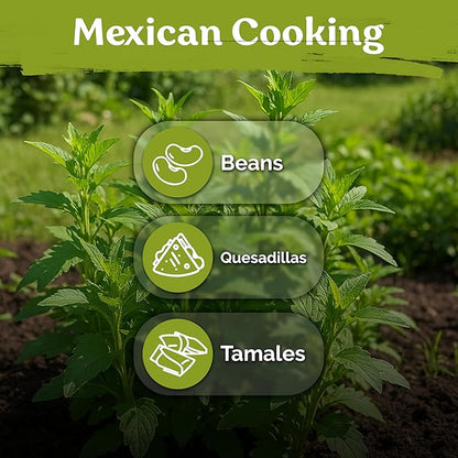 KVITER 250 Epazote Seeds (Chenopodium Ambrosoides) - Semilla de Epazote Mexicano Heirloom Seeds, Apazote Planta Seed for Planting - High Germination Rate, Ideal for Herb Garden