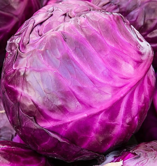 Red Acre Cabbage Seeds for Planting – Plant & Grow Heirloom Red Acre Cabbage in Home Outdoor Vegetable Garden, Brassica oleracea VAR. capitata– 2 Packets