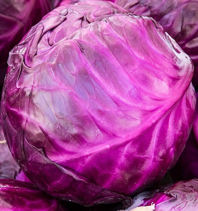 Cabbage Seeds for Planting - Plant & Grow Heirloom Cabbage Varieties Home Outdoor Garden – Easy Grow Planting Packet Instructions Included, Great Gardening Gift – 3 Packets of Each Variety