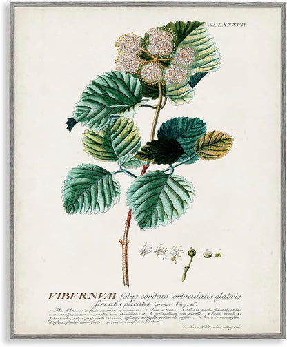 Stupell Industries Botanical Plant Illustration Seeds Vintage Design Grey Framed Wall Art, Multi-Color, 16x20 (fap-219_gff_16x20)