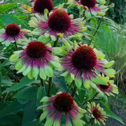Echinacea Coneflower Seeds for Planting, 200+pcs Rare PerennialEchinacea Flower Seeds Plants, Non-GMO Heirloom Landscape Hardy Garden Colored Flowers for Outdoors
