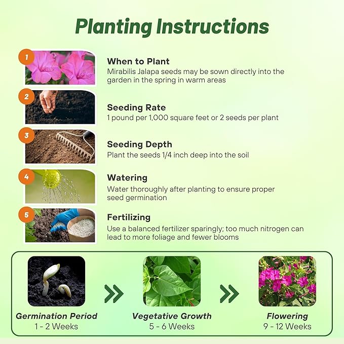 Outsidepride Pink Four O'clock Flower Seeds - 1/4 lb Perennial Fragrant, Trumpet-Shaped Blooms, Deer-Proof & Easy to Grow, for Pollinator & Evening Gardens, Containers, Hedges, or Borders